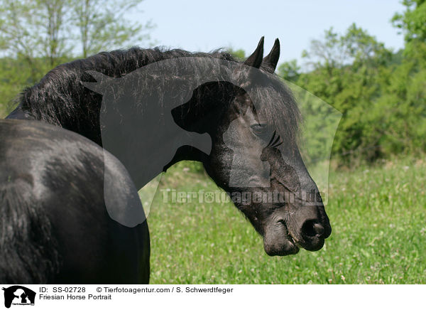 Friesian Horse Portrait / SS-02728