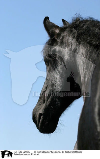 Friesian Horse Portrait / SS-02730