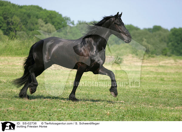trotting Friesian Horse / SS-02736