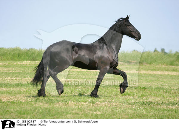 trotting Friesian Horse / SS-02737