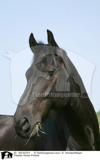 Friesian Horse Portrait / SS-02741
