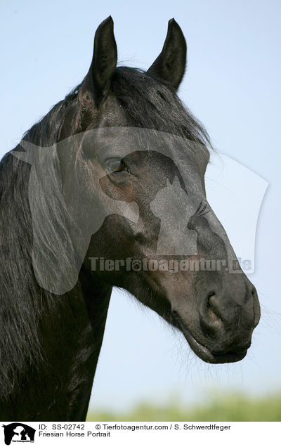 Friesian Horse Portrait / SS-02742