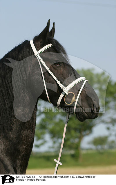 Friesian Horse Portrait / SS-02743