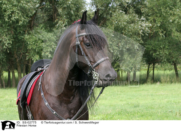 Friesian Horse / SS-02775