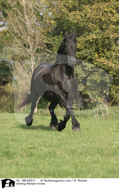 trotting friesian horse / RR-06571