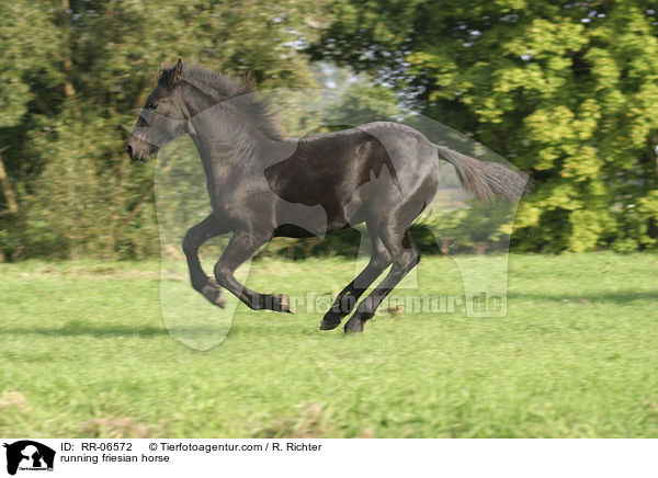running friesian horse / RR-06572