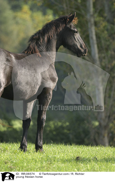 young friesian horse / RR-06574