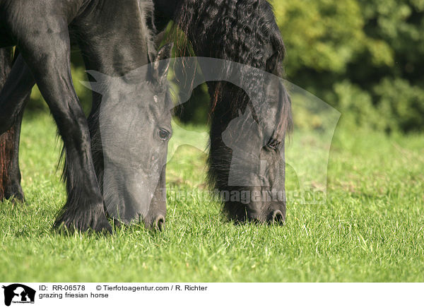 grazing friesian horse / RR-06578