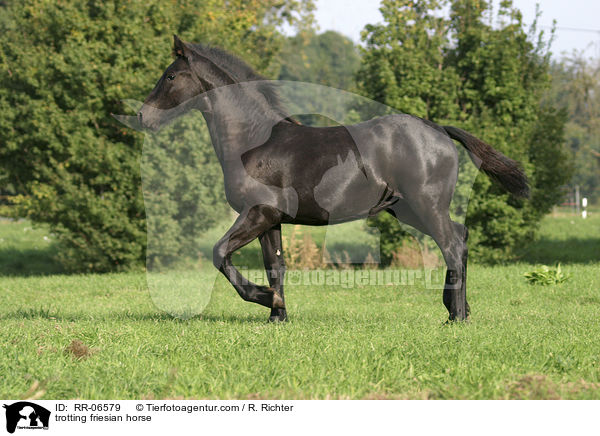 trotting friesian horse / RR-06579