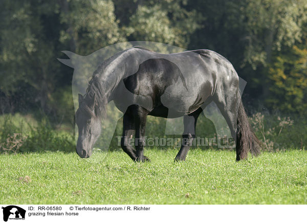 grazing friesian horse / RR-06580