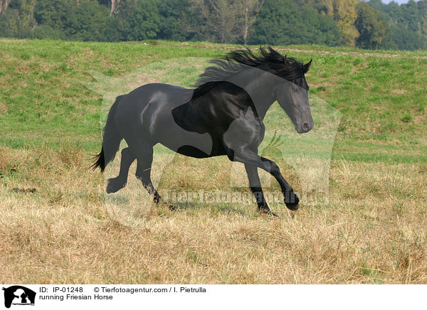 running Friesian Horse / IP-01248