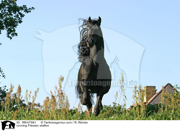 running Friesian stallion / RR-07981
