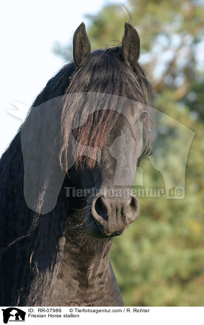 Friesian Horse stallion / RR-07986