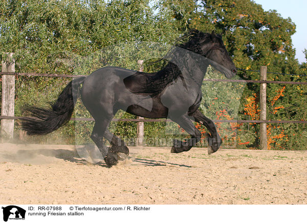 running Friesian stallion / RR-07988