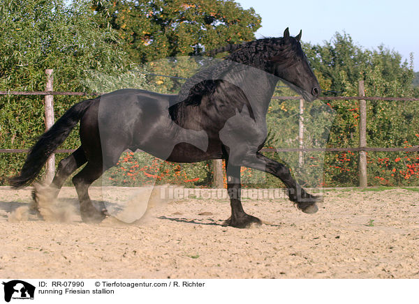 running Friesian stallion / RR-07990