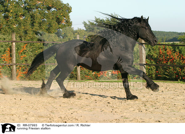 running Friesian stallion / RR-07993