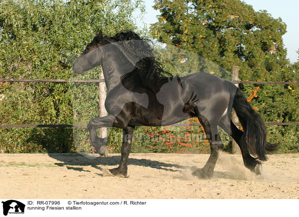 running Friesian stallion / RR-07996