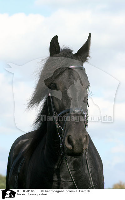 friesian horse portrait / IP-01658