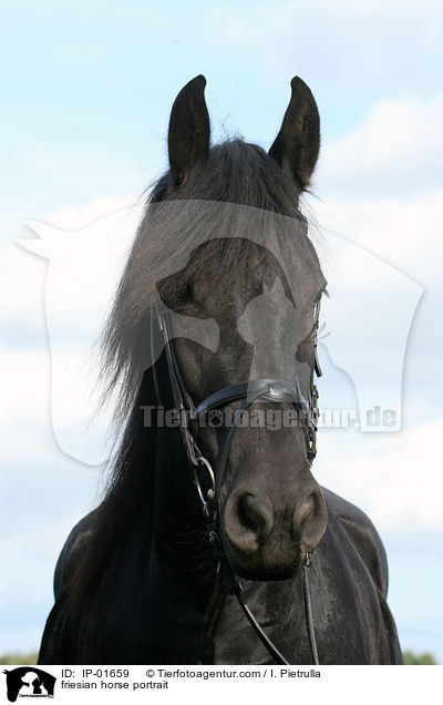 friesian horse portrait / IP-01659