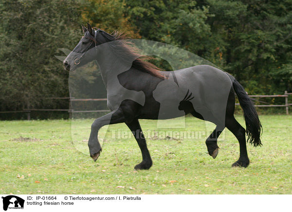 trotting friesian horse / IP-01664