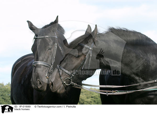 black horses / IP-01689