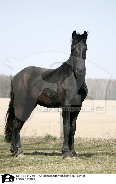 Friesian Horse / RR-11279