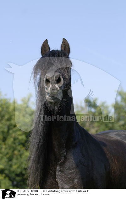 yawning friesian horse / AP-01638