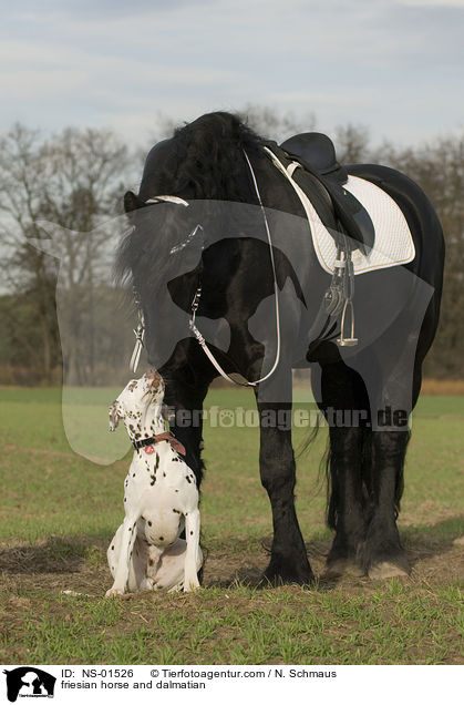 friesian horse and dalmatian / NS-01526