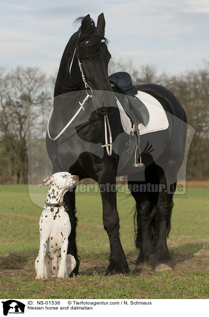 friesian horse and dalmatian / NS-01536