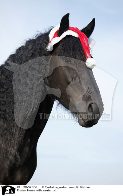 Frisian Horse with santa hat / RR-37306