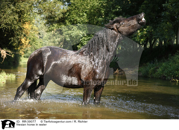 friesian horse in water / RR-39077