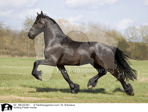 trotting Frisian horse / NS-03381