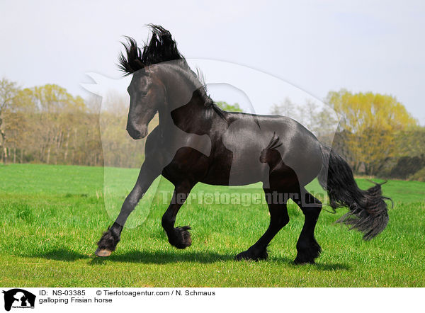 galloping Frisian horse / NS-03385