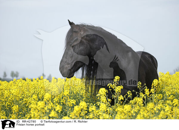Frisian horse portrait / RR-42780