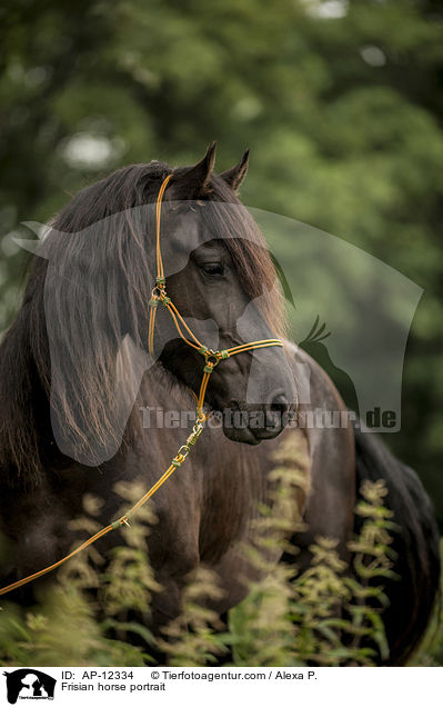 Frisian horse portrait / AP-12334