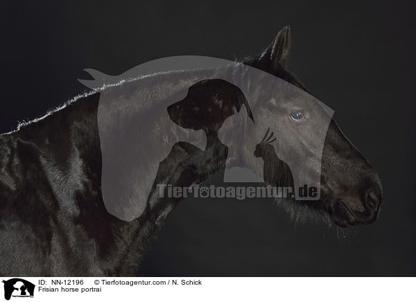 Frisian horse portrai / NN-12196
