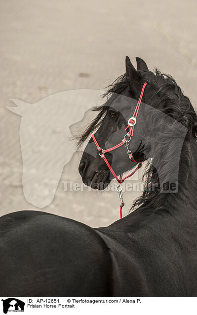 Friese Portrait / Frisian Horse Portrait / AP-12651
