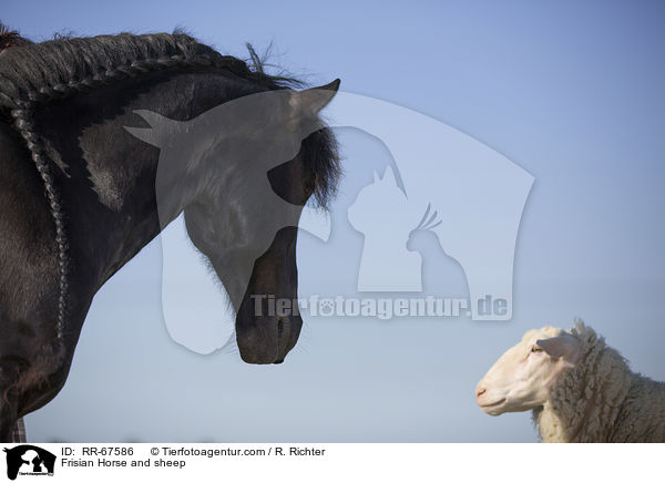 Frisian Horse and sheep / RR-67586