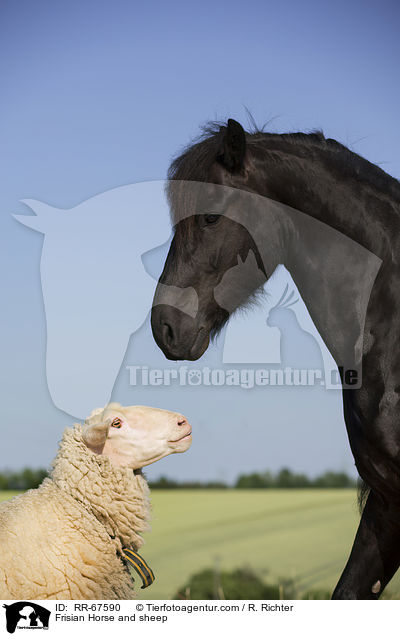 Frisian Horse and sheep / RR-67590