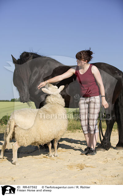 Frisian Horse and sheep / RR-67592