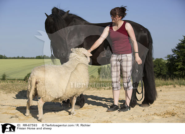 Frisian Horse and sheep / RR-67593