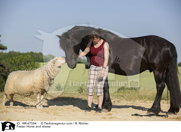 Frisian Horse and sheep / RR-67594