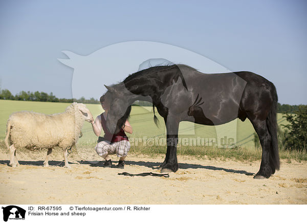 Frisian Horse and sheep / RR-67595