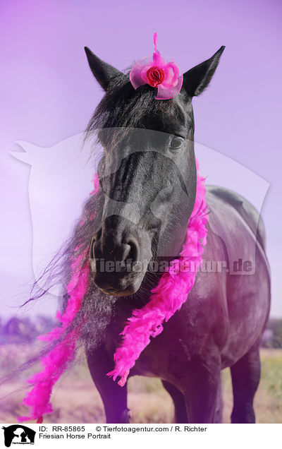 Friesian Horse Portrait / RR-85865