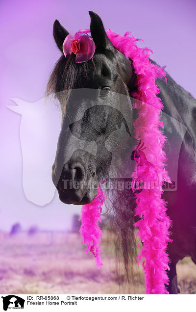 Friesian Horse Portrait / RR-85868