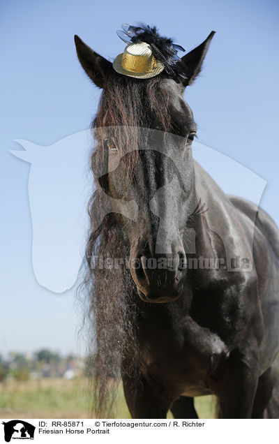 Friesian Horse Portrait / RR-85871
