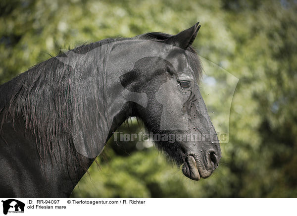 old Friesian mare / RR-94097