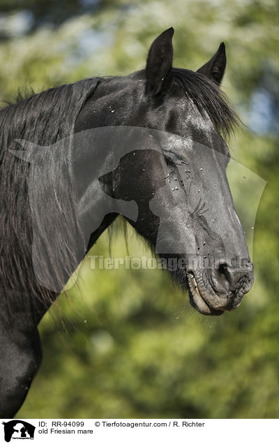 old Friesian mare / RR-94099