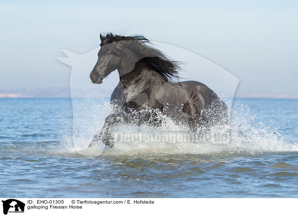 galloping Friesian Horse / EHO-01305