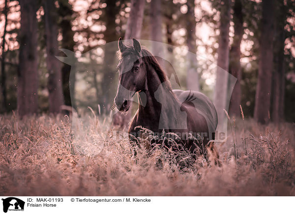 Friese / Frisian Horse / MAK-01193